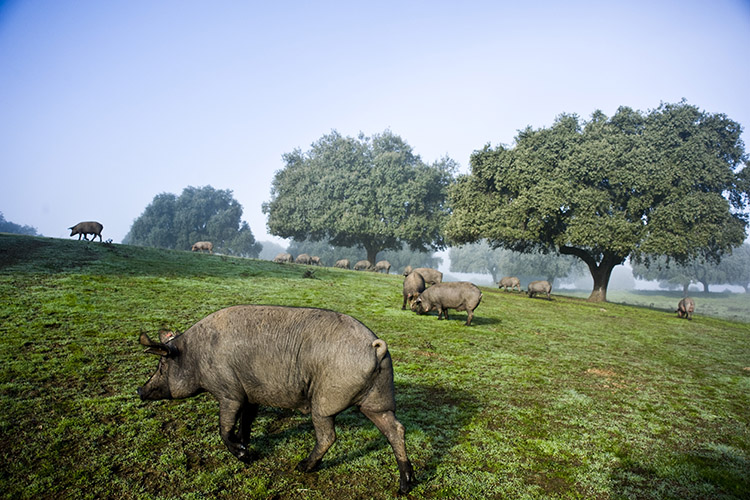 Dehesas y tradición: dónde nacen los mejores jamones ibéricos